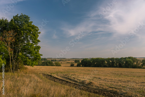 A field with a tree in the foreground and a clear blue sky