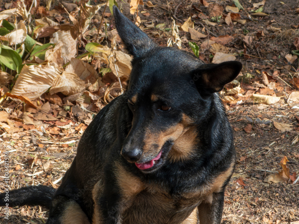 Australian kelpie dog close-up.