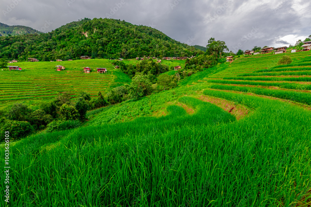 Natural background on the mountain with green rice terraces. Pa Bong Piang is one of the beautiful viewpoints in Chiang Mai, Thailand, overlooking the surrounding mountains. It is always popular. Natural background on the mountain with green rice terraces. Pa Bong Piang is one of the beautiful viewpoints in Chiang Mai, Thailand, overlooking the surrounding mountains. It is always popular.
