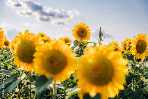 A vibrant sunflower field with a clear, sunny sky and soft clouds photo