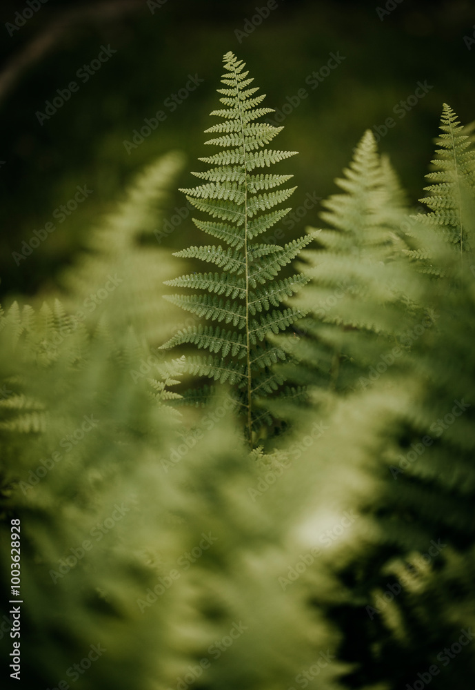 close up abstract detail of ferns in the woods in Maine in spring. close up abstract detail of ferns in the woods in Maine in spring.