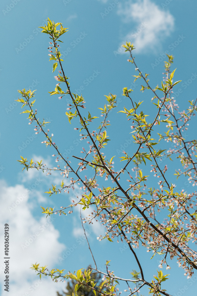 Looking up at blue springtime sky with green foliage Looking up at blue springtime sky with green foliage