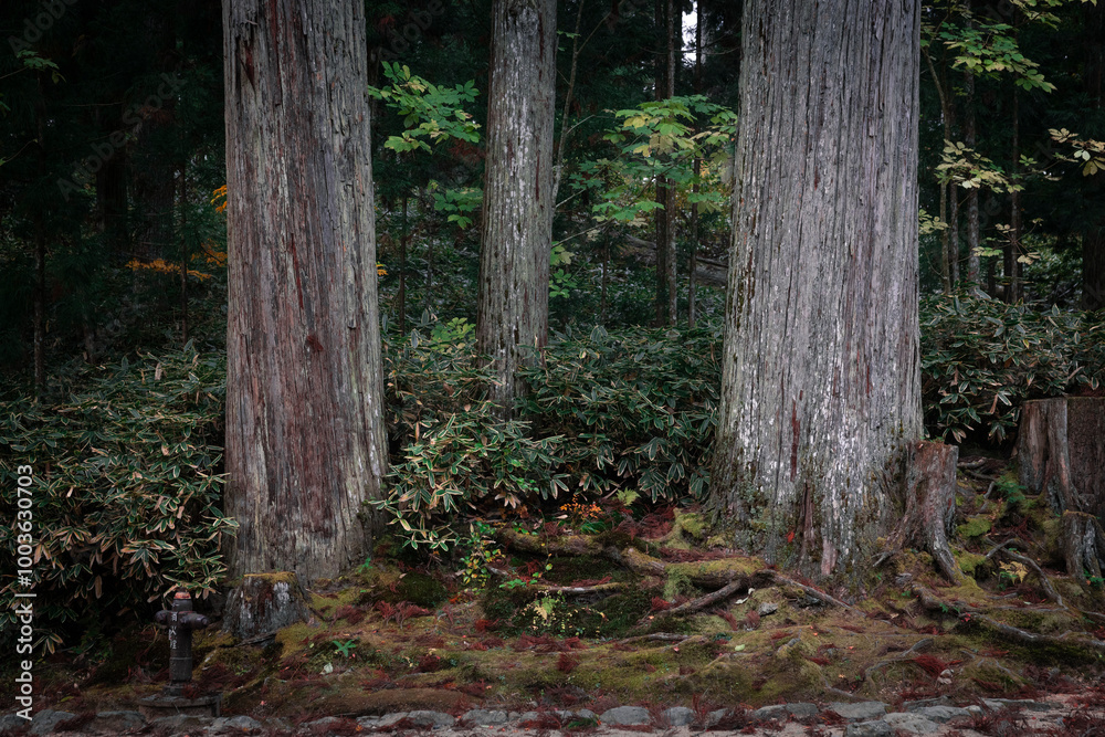 Three tree trunks from the roots surrounded by vegetation Three tree trunks from the roots surrounded by vegetation