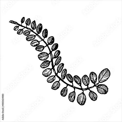 Intricate black and white fern leaf sketch, ideal for botanical designs, natural decor, or minimalist-inspired art projects.