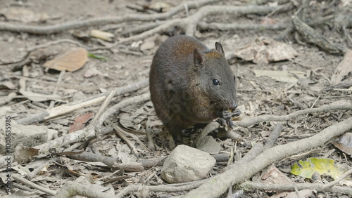 a front view of a musky rat-kangaroo feeding in the tropical rainforest at lake eacham in nth qld, australia photo