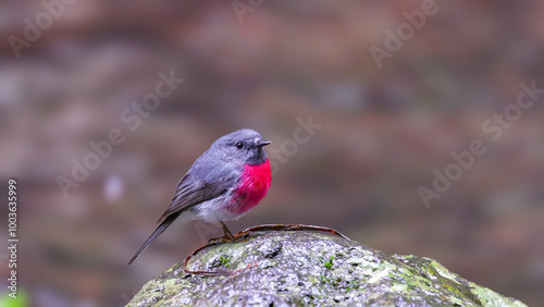 a male rose robin standing on a rock beside the stream at elabana falls in lamington national park of sth qld, australia photo