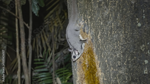 a side view shot of a sugar glider feeding on a rainforest tree on a winter night at lake eacham in nth qld, australia photo