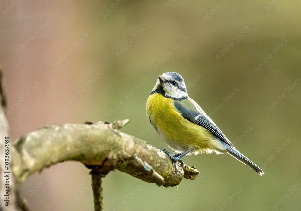 Obraz premium Cute little blue tit foraging around a tree branch looking for insects with natural background