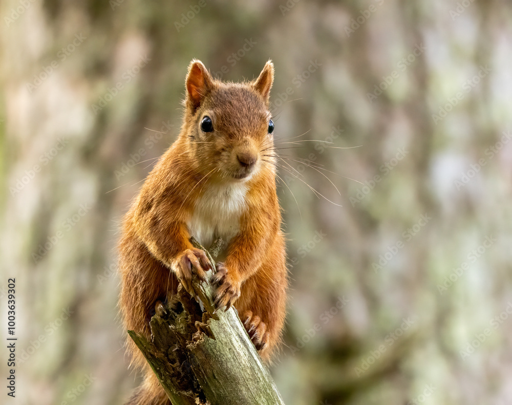 Close up of a cute and inquisitive little scottish red squirrel in the woodland Close up of a cute and inquisitive little scottish red squirrel in the woodland