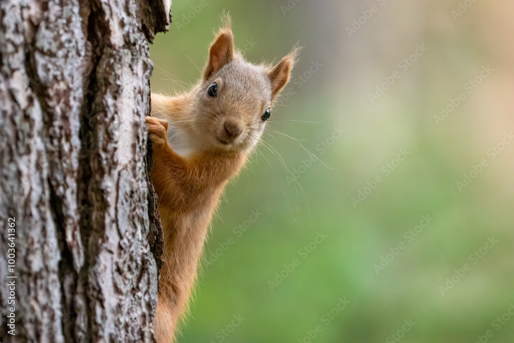 Close up of a cute and inquisitive little scottish red squirrel in the woodland Close up of a cute and inquisitive little scottish red squirrel in the woodland