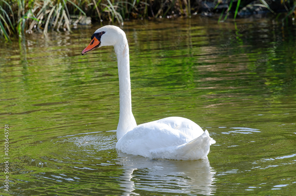 Fototapeta premium Schwan
