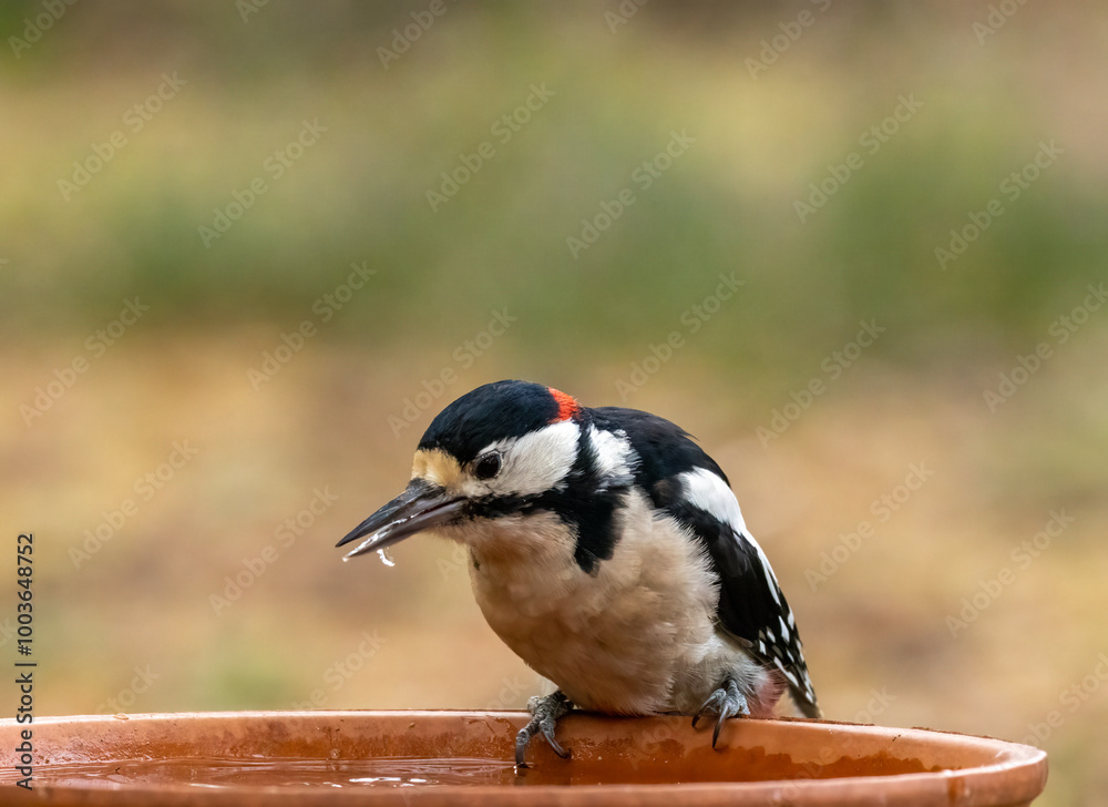 Obraz premium Male great spotted woodpecker having a drink of water from a dish in the forest