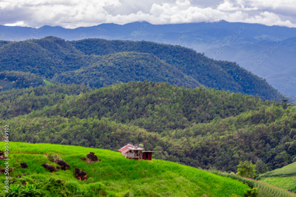 Fototapeta premium Natural background on the mountain with green rice terraces. Pa Bong Piang is one of the beautiful viewpoints in Chiang Mai, Thailand, overlooking the surrounding mountains. It is always popular.