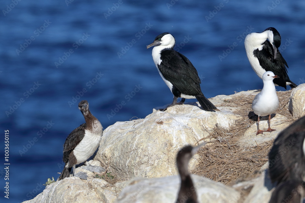 Fototapeta premium black-faced cormorant