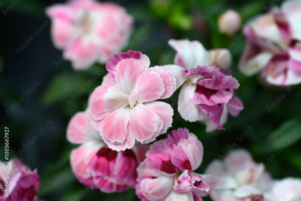 Carnation Kiss and Tell flower Carnation Kiss and Tell flower