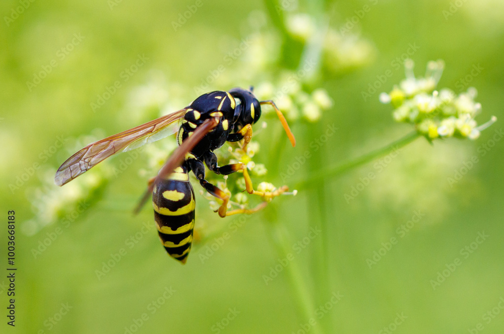 Wasp on a yellow flower. Macro Wasp on a yellow flower. Macro