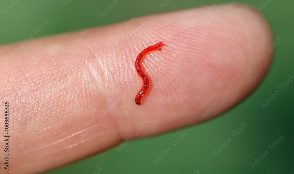 Fototapeta premium Red bloodworm on the finger. Macro