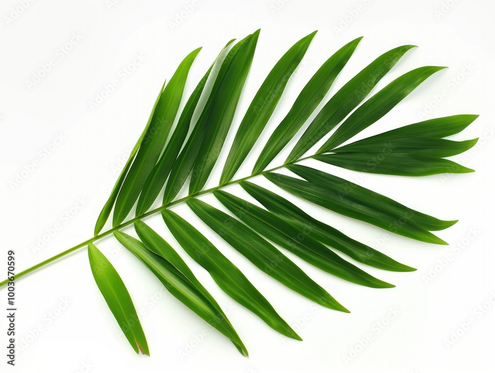 Close-up of single green leaf from palm tree isolated on white background. Leaf is curly, bend, and have a stem. Natural, lush, and beautiful green color. Used for decoration, spa, or resort. Close-up of single green leaf from palm tree isolated on white background. Leaf is curly, bend, and have a stem. Natural, lush, and beautiful green color. Used for decoration, spa, or resort.