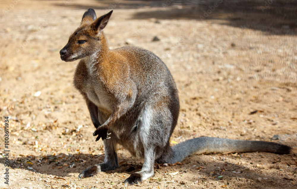 A kangaroo is standing in the dirt A kangaroo is standing in the dirt