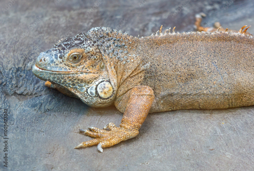 Fototapeta premium A lizard is laying on a rock