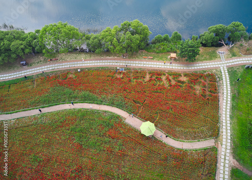 Jinjung-ri, Joan-myeon, Namyangju-si, Gyeonggi-do, South Korea - June 7, 2020: Aerial view of red poppies and trees at Water garden near Bukhangang River photo