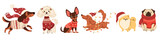 A set of vector illustrations in children's style on Christmas theme. Cute dogs in warm sweaters and scarves, Santa Claus hat and Christmas garland. Dachshund Pug Spitz Poodle Spaniel Chihuahua