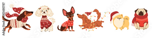 A set of vector illustrations in children's style on Christmas theme. Cute dogs in warm sweaters and scarves, Santa Claus hat and Christmas garland. Dachshund Pug Spitz Poodle Spaniel Chihuahua