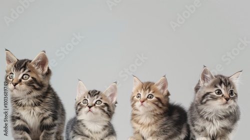 Cute cat breeds on light grey background. Adorable domestic animals, lovely pets, fluffy fur, curious gaze. Space for text, banner design, cute kitten, beautiful cat, different breeds.