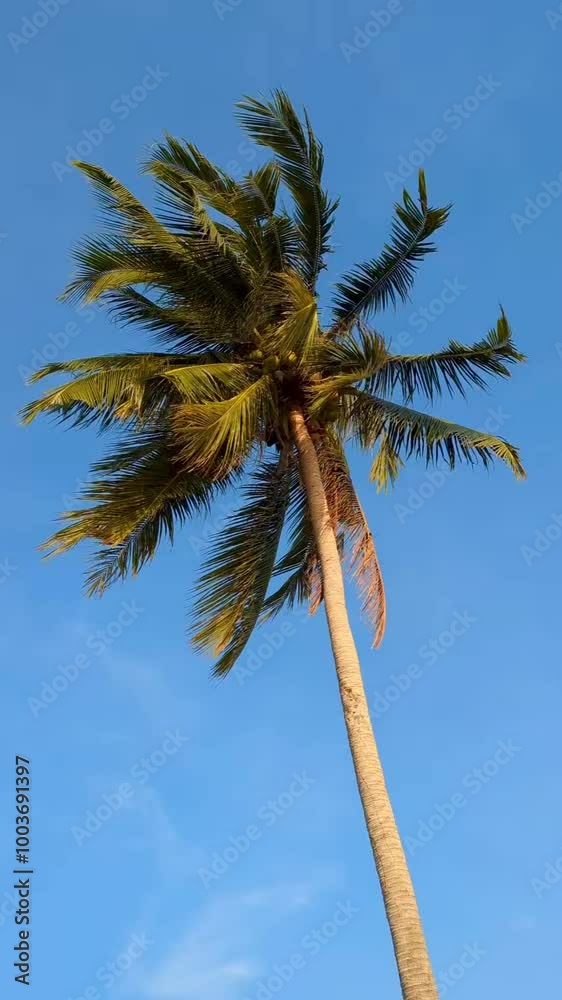 Dancing Coconut Tree in the Wind with Blue Sky Background Portrait Full HD Video 1080p Dancing Coconut Tree in the Wind with Blue Sky Background Portrait Full HD Video 1080p