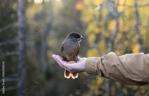 Siberian jay sits on hand. Person feeding bird in Finland