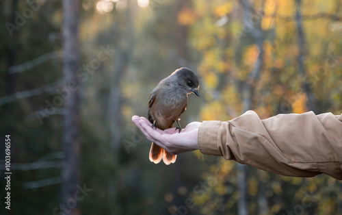Siberian jay sits on hand. Person feeding bird in Finland