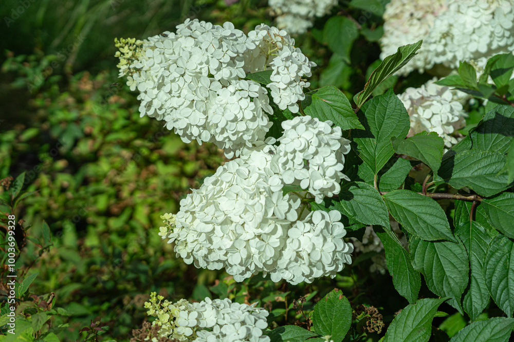 Hydrangea Flowers, Blooming White Hortensia, Hydrangea Paniculata Flower Closeup, Large Inflorescences Hydrangea Flowers, Blooming White Hortensia, Hydrangea Paniculata Flower Closeup, Large Inflorescences