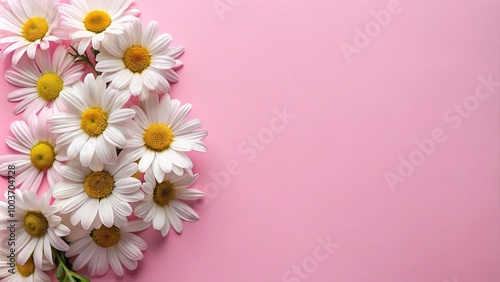 white daisy bloom arrangement on pink background