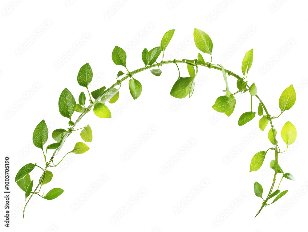 Lush green vine with vibrant leaves gracefully arching, symbolizing growth and natures beauty. Perfect for adding touch of freshness to any design. Lush green vine with vibrant leaves gracefully arching, symbolizing growth and natures beauty. Perfect for adding touch of freshness to any design.