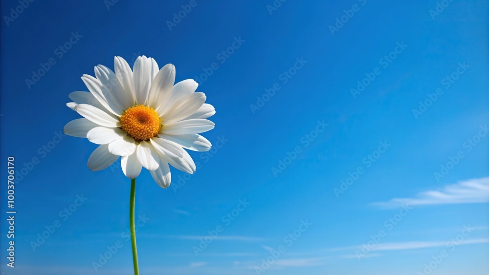 White flower, asymmetrical, blue sky, yellow points White flower, asymmetrical, blue sky, yellow points