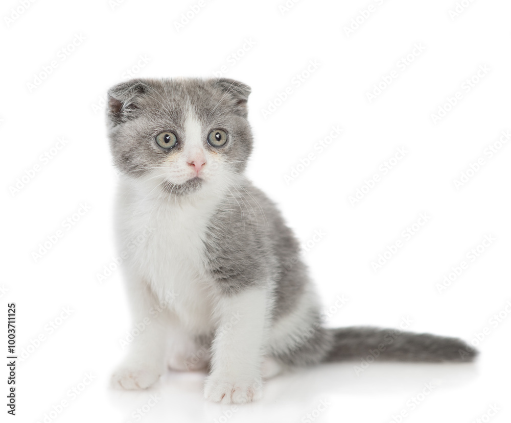 Spotty tiny kitten sits and looks away on empty space. isolated on white background Spotty tiny kitten sits and looks away on empty space. isolated on white background