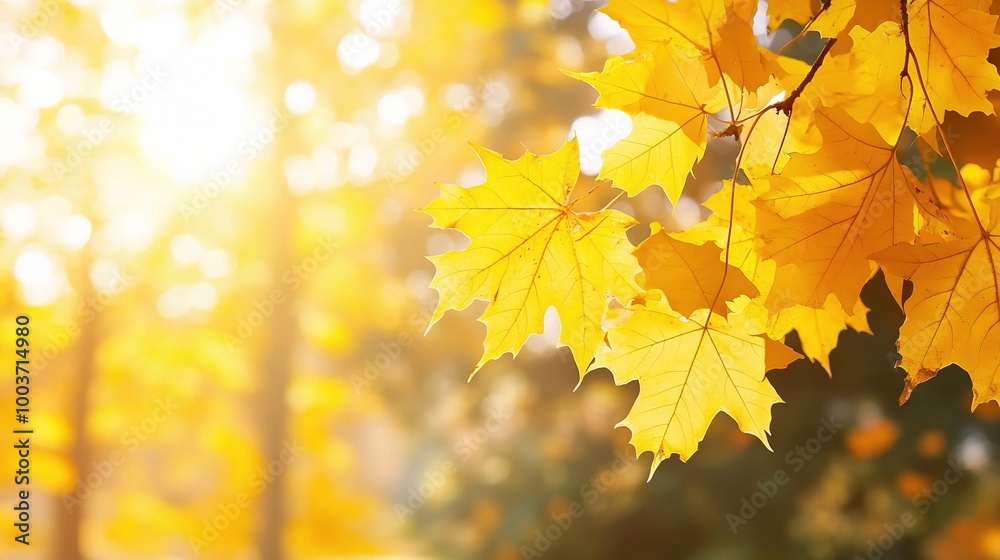 Vibrant Golden Autumn Leaves Against Soft Light Vibrant Golden Autumn Leaves Against Soft Light