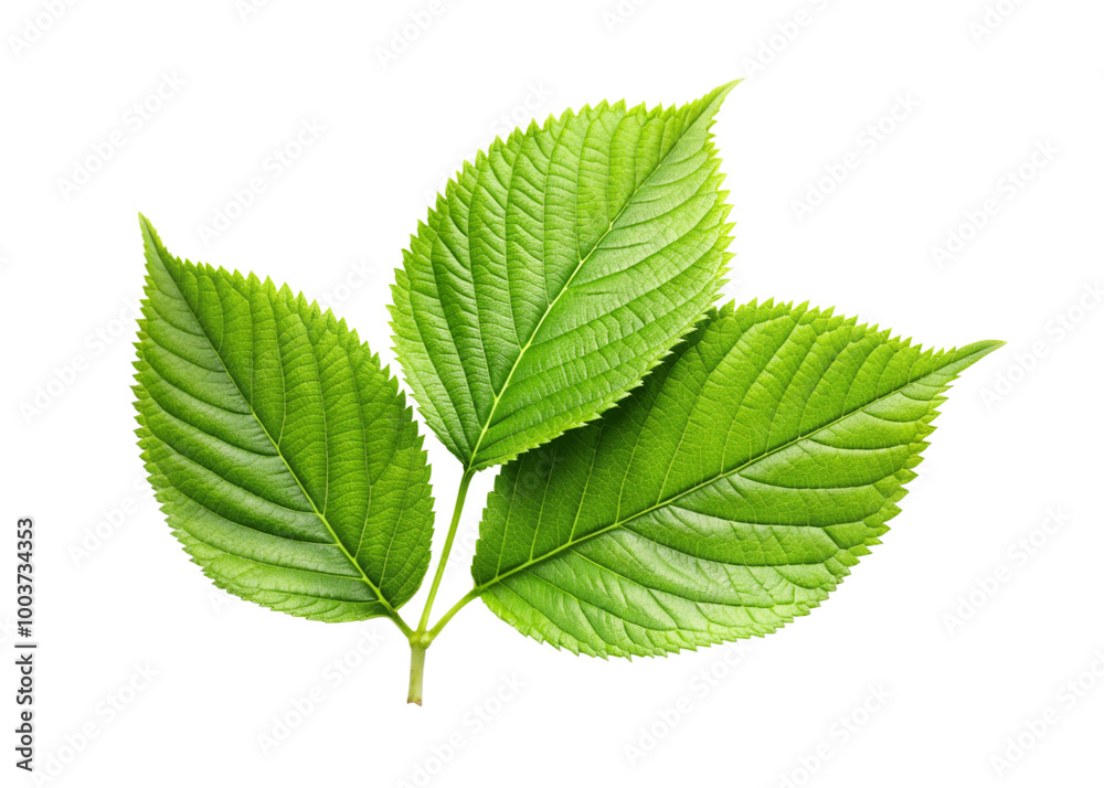 Fototapeta premium green leaf isolated on white background