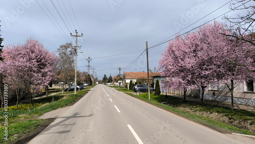 spring in Kulpin rural village, in Vojvodina photo