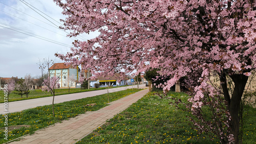 spring in Kulpin rural village, in Vojvodina photo