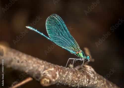 Multicolored dragonfly