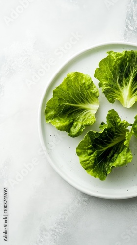 Fresh romaine lettuce leaves on a white photo