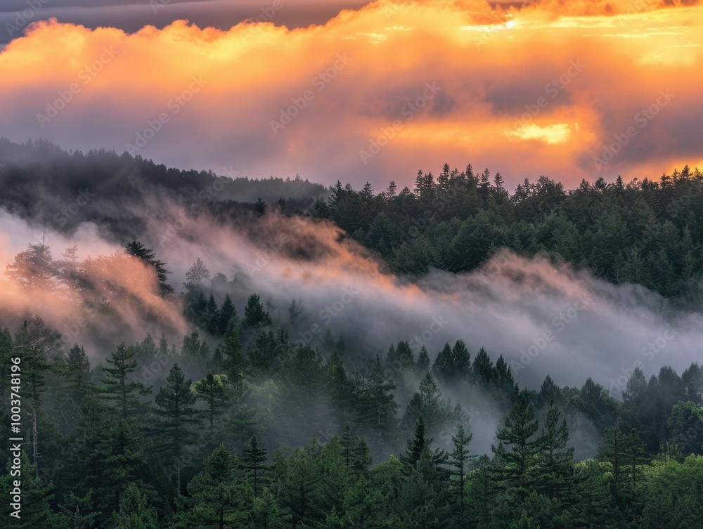 Obraz premium Low Hanging Clouds Over Serene Forest Landscape