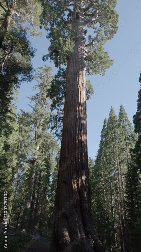 General Grant tree in Sequoia National Park General Grant tree in Sequoia National Park