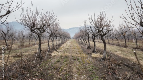 Rows of fruit trees in the spring Yet without leaves orchard in spring fruit trees with buds neatly tied up