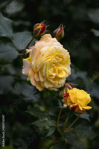 The garden's beauty is accentuated by the vibrant roses in full bloom