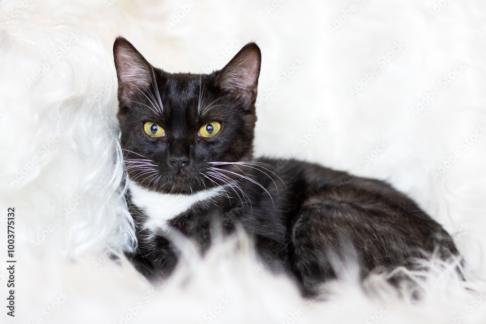 A black and white cat with yellow eyes is on a white blanket A black and white cat with yellow eyes is on a white blanket