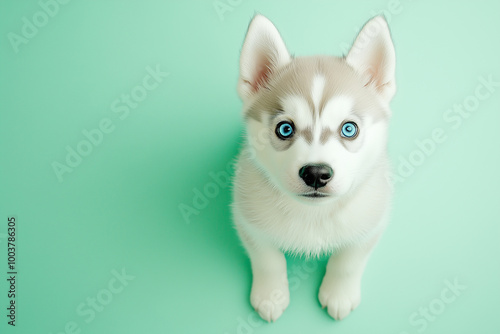 A Husky puppy with bright blue eyes sitting on a pastel green background