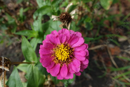 Top view of magenta colored flower of semi double Zinnia elegans in August photo