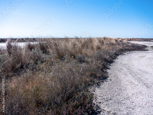 Pseudosteppe vegetation (xeropolum) on islands of hypersalted lake. Russian wild rye, wormwood , saltwort, glasswort on halomorphic soil and semi-desert climate. Northern Black Sea Region. September photo